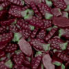 Maycey’s Sour Grapes 265pc 2