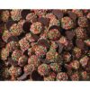 Nestle Freckles 1kg